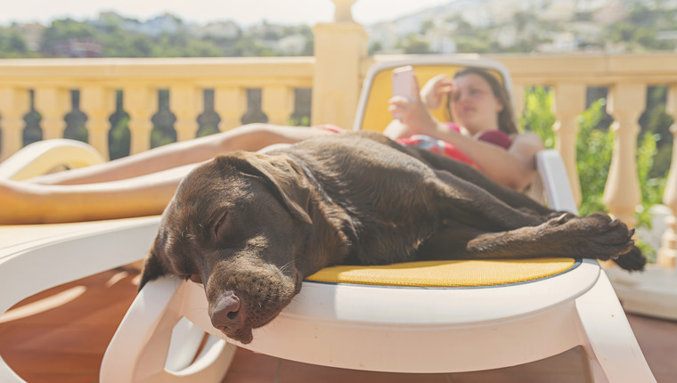 Dog asleep on vacation.