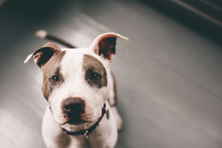 High angle view of pitbull sitting on floor at home