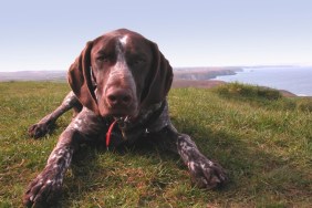 German Shorthaired Pointer