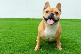 french bulldog fun facts