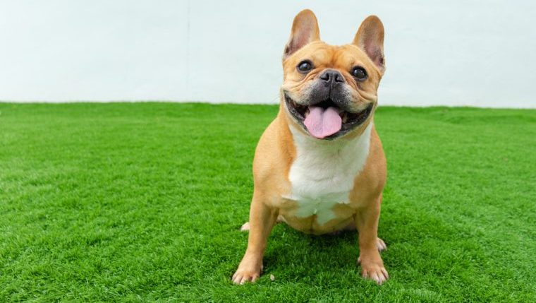 french bulldog fun facts