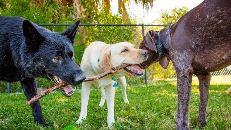 Three happy dogs chew on a stick.