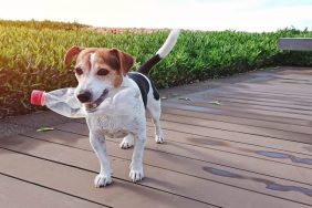 dog carrying water bottle how to reduce your dogs carbon pawprint