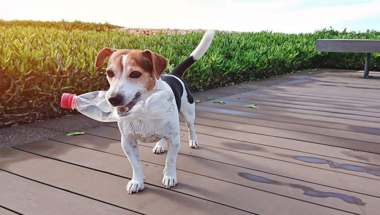 dog carrying water bottle how to reduce your dogs carbon pawprint