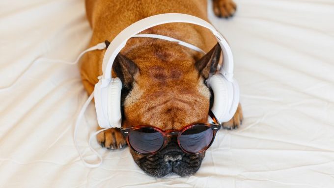 french bulldog wearing headphones dog names inspired by music