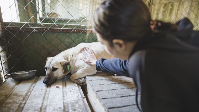 A woman pets a flinching dog.