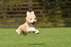 ways dog behavior changes in spring