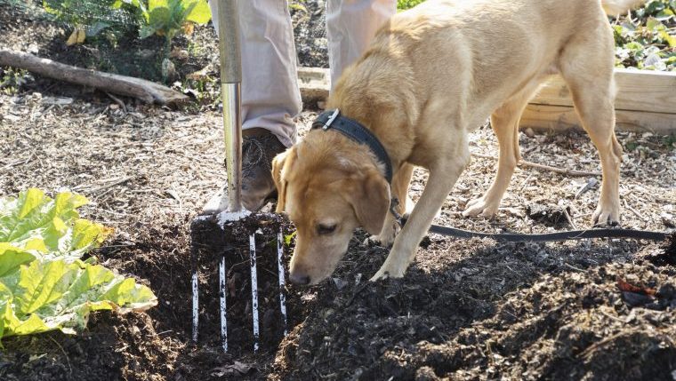 labrador retriever sniffing garden conservation dogs