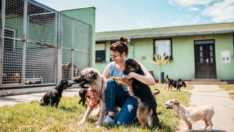 30 dogs rescued from unsafe home, now waiting in shelter to be adopted