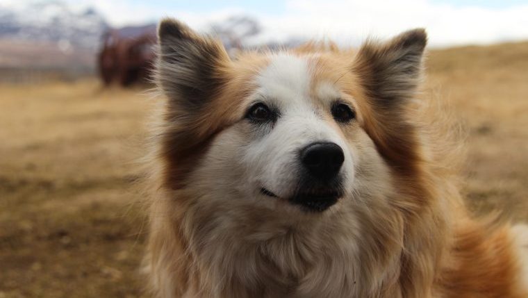 dogs that look like foxes