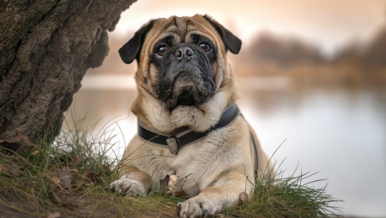 A Retro Pug stares at the camera.