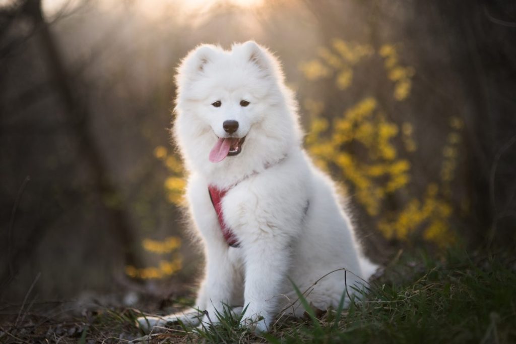 Portrait of Samoyed, an expensive dog breed, sitting on field