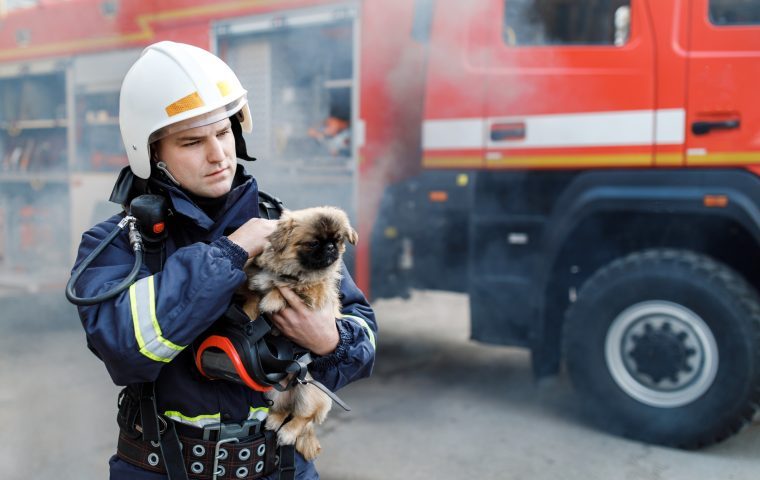 2 dogs die in house fire