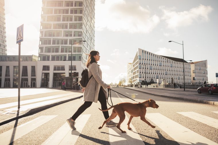 A woman walks her dog across a crosswalk.