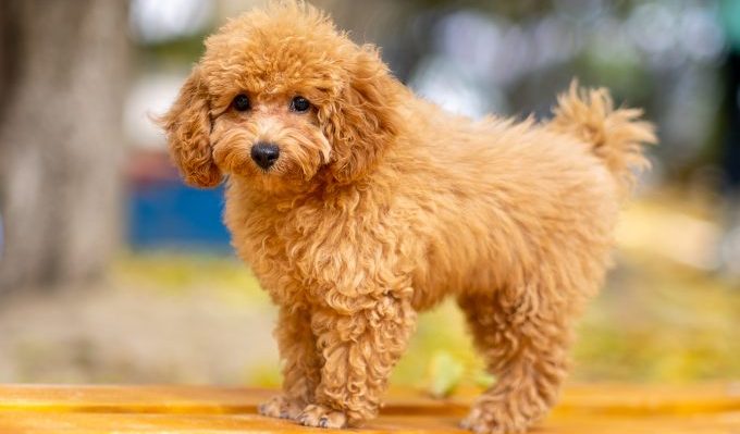 maltipoo fun facts