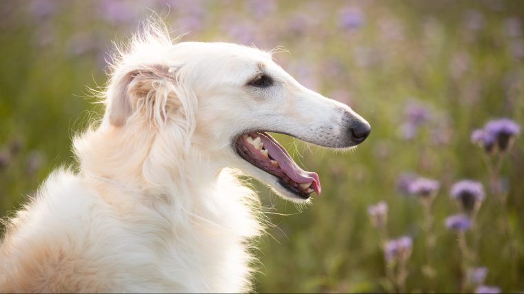 Borzoi in a field of flowers