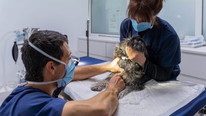 ukrainian veterinarians help dogs on front lines