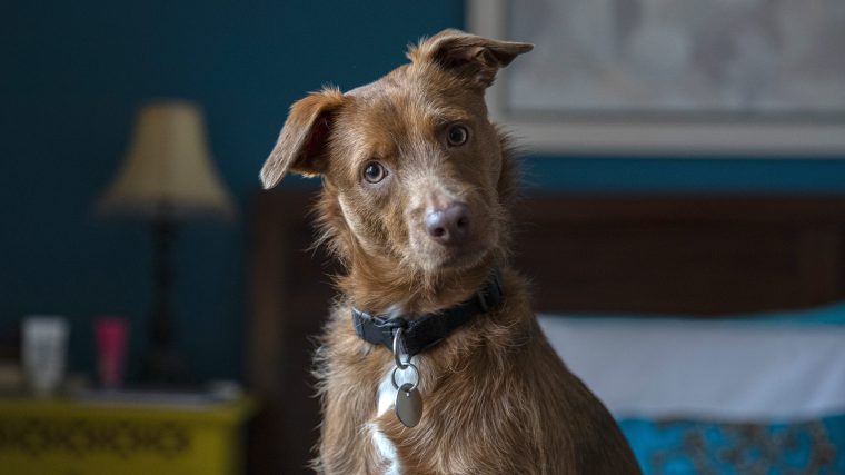 Mixed breed dog in new home