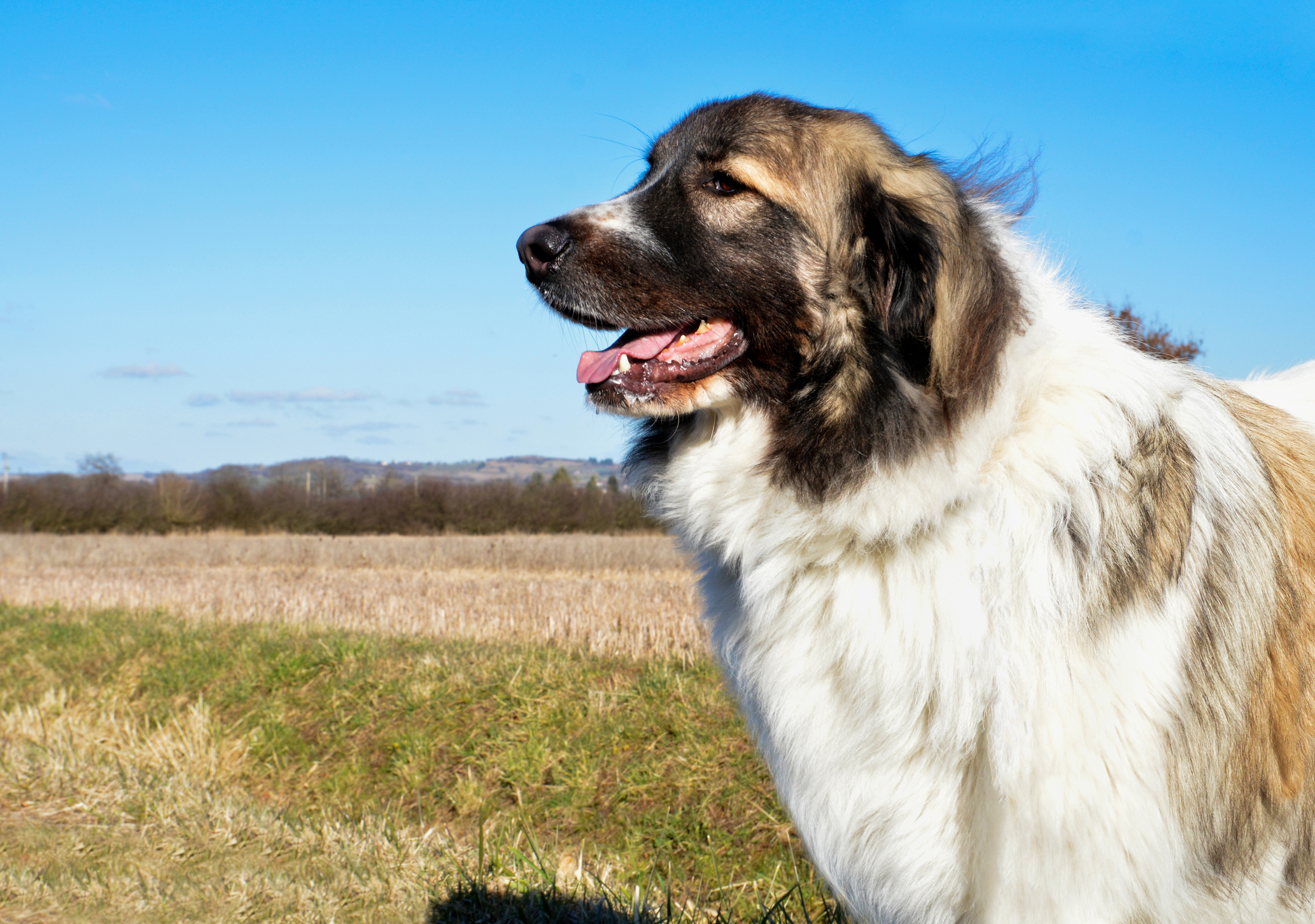 best names for livestock guardian dogs