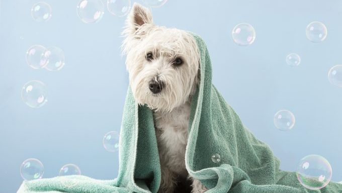 A West Highland Terrier post-grooming.