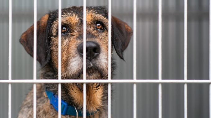 Mixed breed dog at rescue shelter