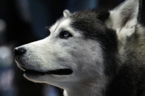 UConn mascot Jonathan the Husky