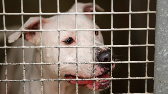 dog in cage dog fighting raids