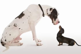 Great Dane and a Dachshund