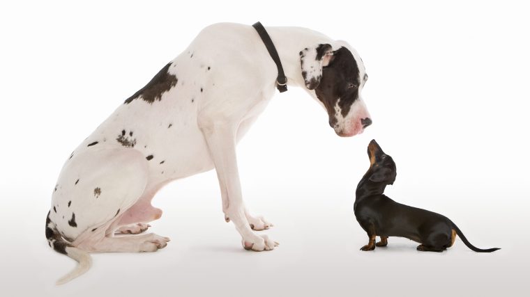 Great Dane and a Dachshund