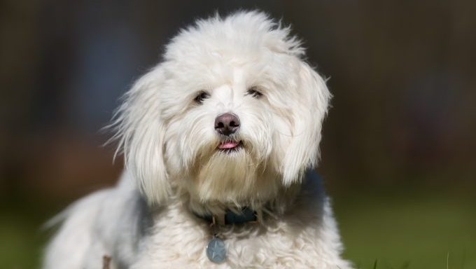 Coton de Tulear outdoors in grass dog shot by neighbor