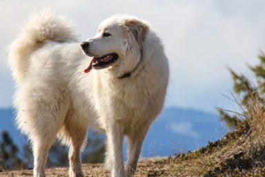 Great Pyrenees on a hillside