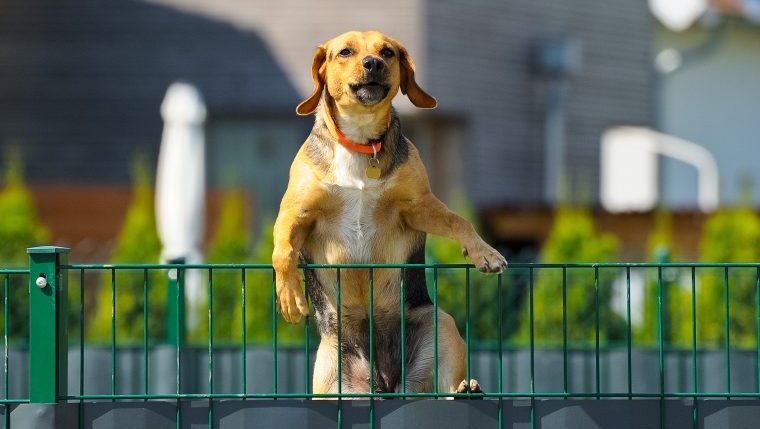 escape artist dog scales pen to escape doggy daycare