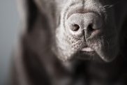 Close Up Shot of a Chocolate Labrador's Nose