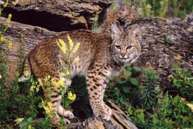 bobcat attacks dog