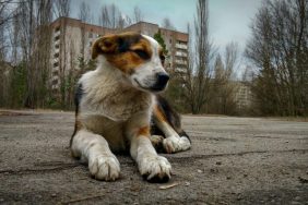 Chernobyl dogs