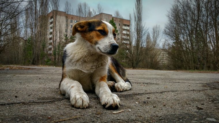 Chernobyl dogs