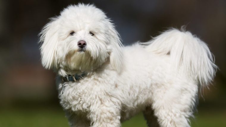 Coton de Tulear outdoors dog shot by neighbor