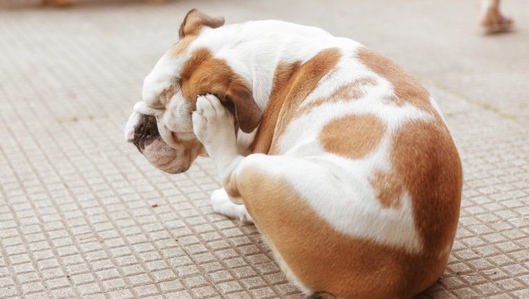 An English Bulldog puppy scratches at his ear.