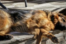 dog lying on ground decomposing