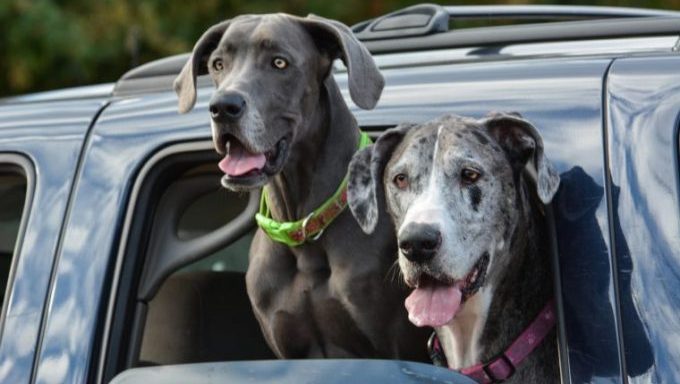 2 dogs die in car crash