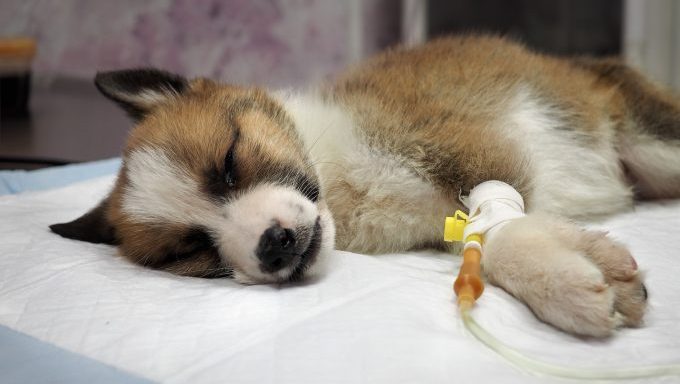 drugged dog in hospital