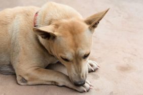 dog licks paws