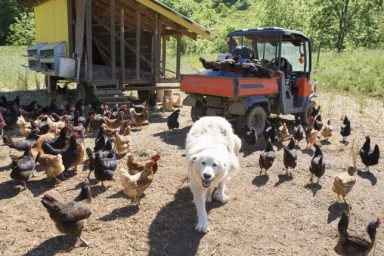 livestock guardian dogs for chickens