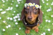 dachshund fun facts