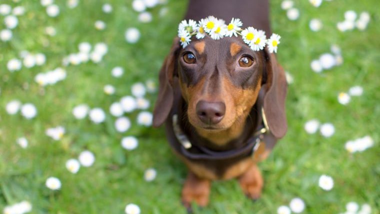 dachshund fun facts