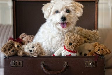 Teddy bear dog breed and teddy bears sitting in suitcase.