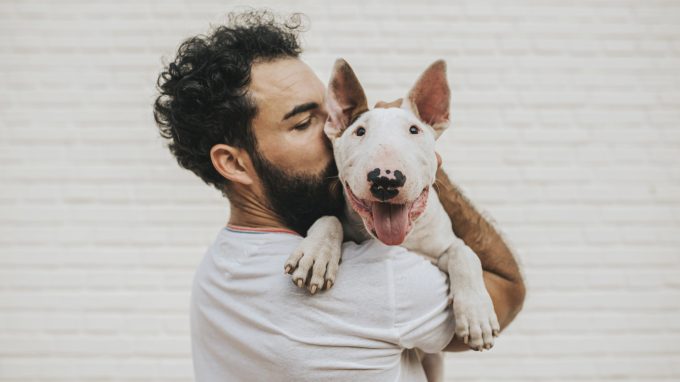 A Bull Terrier is one of many bully breeds.