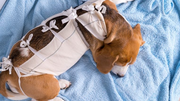 beagle recovering in surgical recovery suit