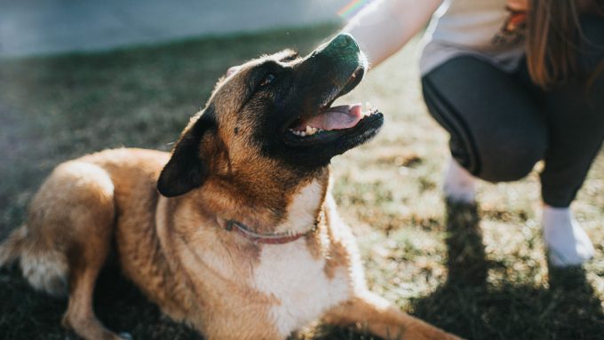 A Shepherd mix might benefit from a dog behaviorist