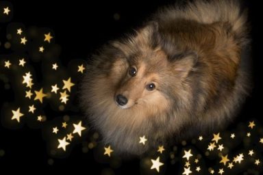 dog surrounded by stars best dog names astrology